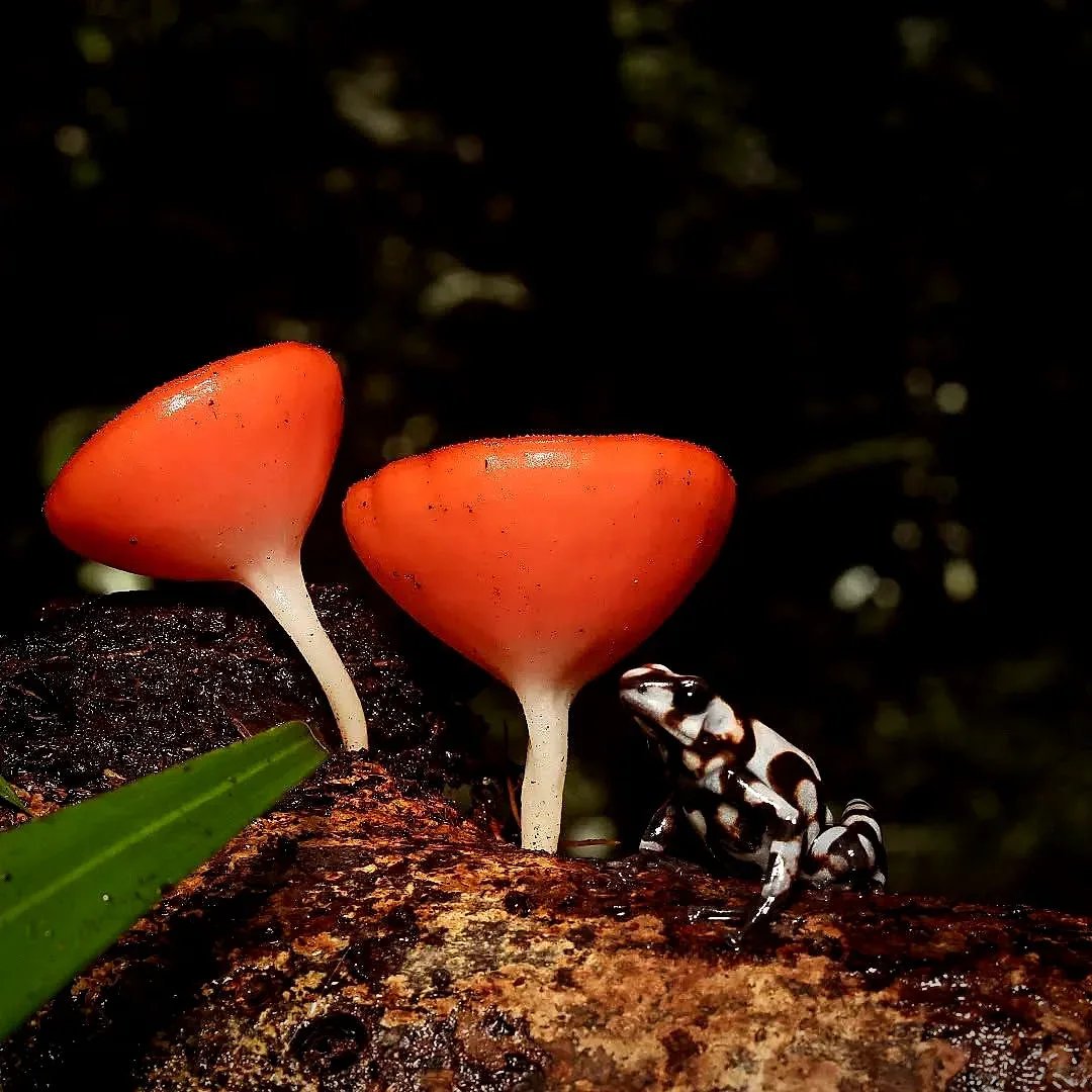 Rana sobre hongos