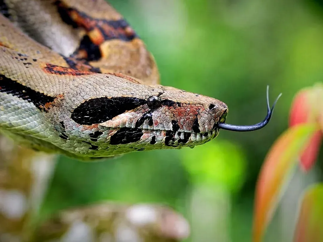 Boa sacando la lengua