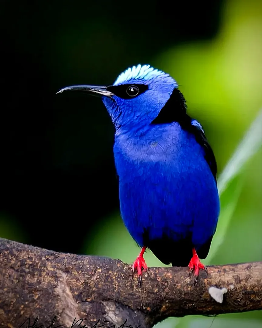 Mielero azul