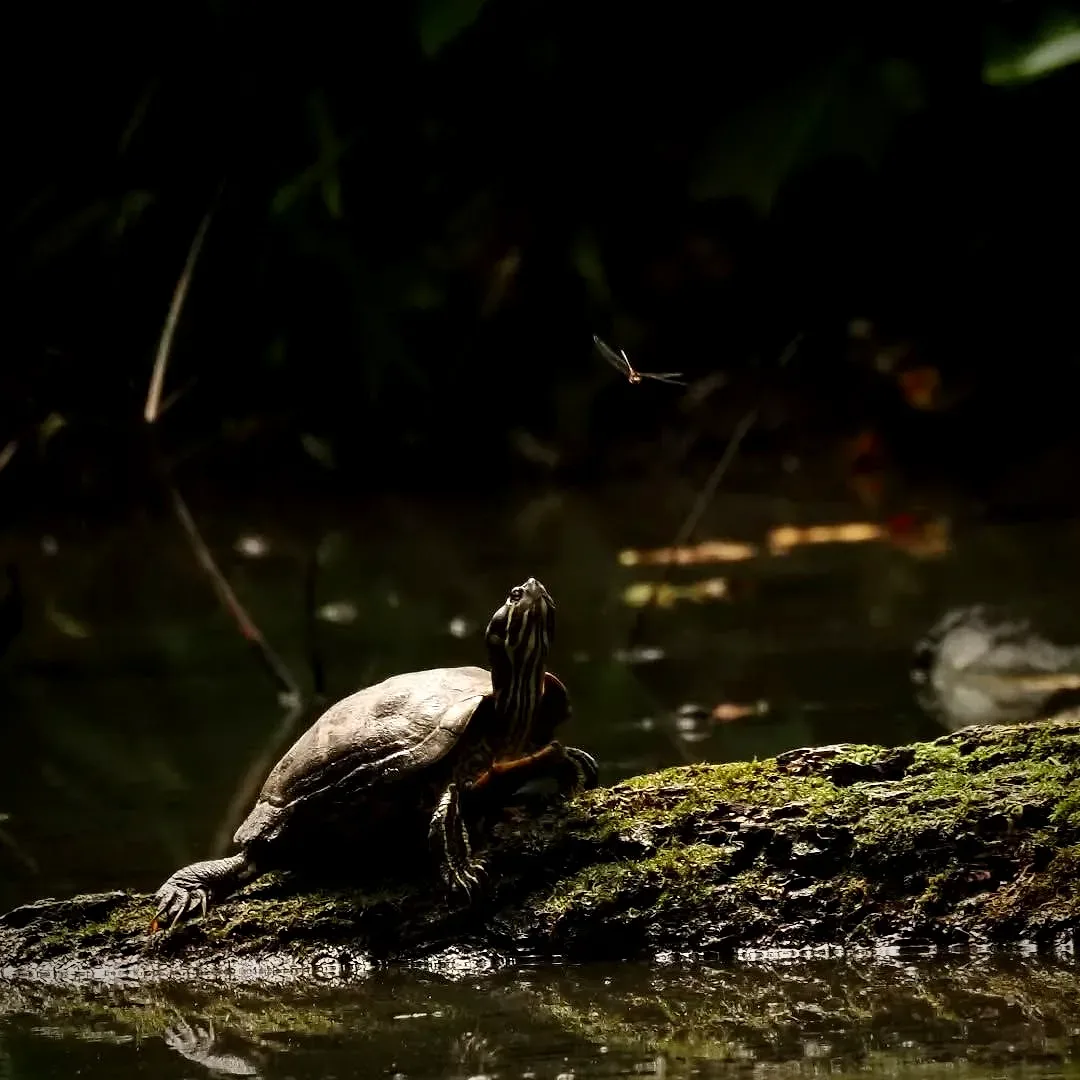 Tortuga con libélula