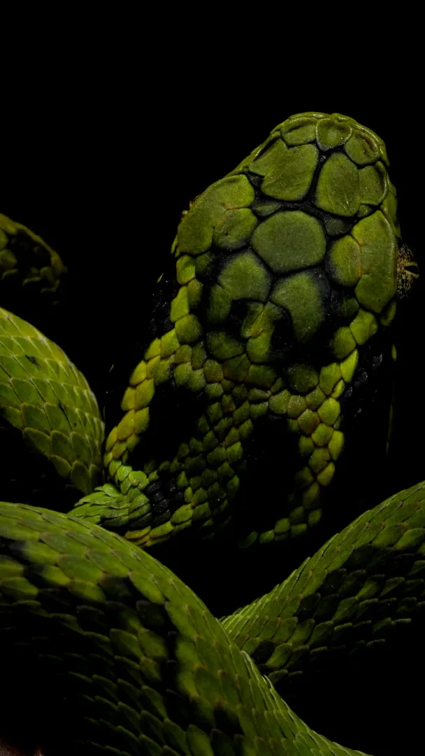 Víbora verde