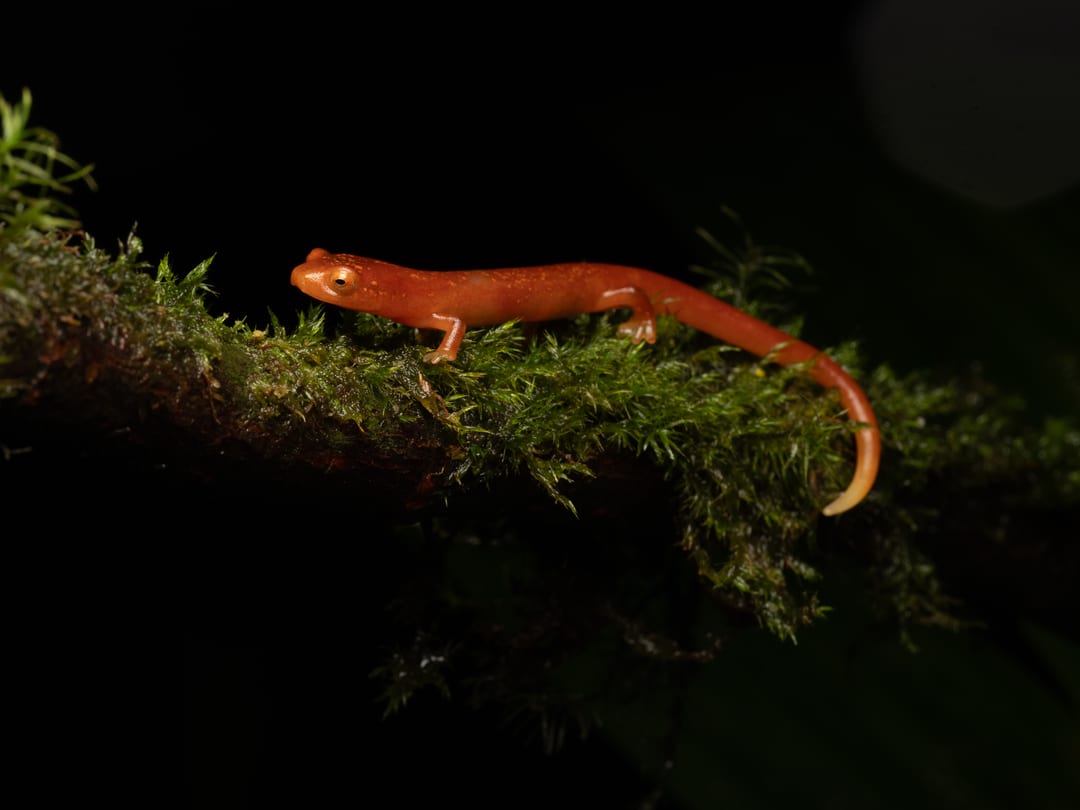 Salamandra de las tierras altas