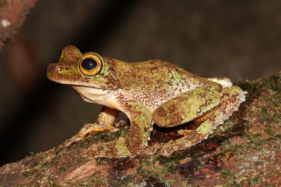 Rana planeadora de flecos